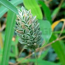 Image result for Phalaris