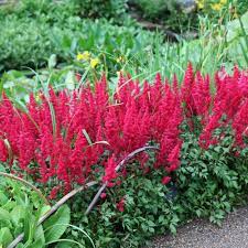 Astilbe Fanal Arendsii False Goatsbeard Plants Uk Shade Garden Plants Astilbe