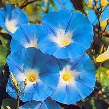 Heavenly Blue Morning Glory Imopea Tricolor Bloom Time All Summer Frost Hardiness Zone Annua Blue Morning Glory Morning Glory Flowers Morning Glory Seeds