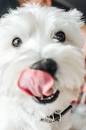 Image result for what to feed a dog human food