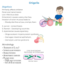 Image result for Shigella