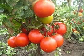 Na přesazení budeme potřebovat půl dne, více informací doplníme. Tomato Summer Garden Charakteristika A Popis Odrudy Vynos S Fotografii
