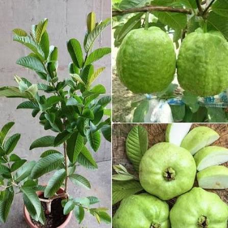 Thai Super Kiran Guava