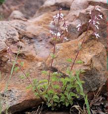 Image result for Aeollanthus rehmannii