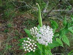 Asclepias Texana Asclepias School Butterfly Garden Butterfly Garden