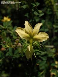 Image result for Barleria rotundifolia