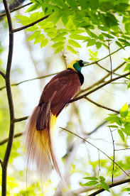 The birds of paradise produce unique sounds and bear. Bird Of Paradise Bird Britannica