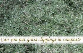 We did not find results for: Can You Put Grass Clippings In Compost Rolypig