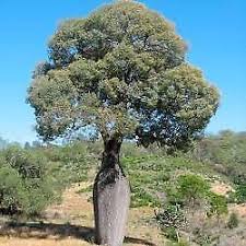 Image result for Brachychiton australis