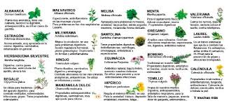 Además, las aromáticas son plantas muy bonitas que podés aprovechar para decorar tu cocina. Guia De Plantas Y Hierbas Aromaticas Y Sus Propiedades