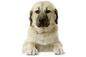 Below are the adorable puppies that we currently have available for sale in missouri. Anatolian Shepherd Puppies For Sale In Missouri Adoptapet Com