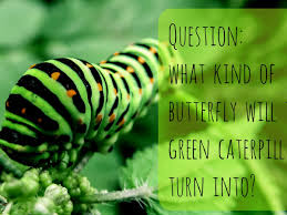 Most homeowners simply do not have the equipment needed to effectively treat large trees, and in urban settings, the risk of off target spray drift is usually too great to permit spray. Green Caterpillar Identification Guide 18 Common Types Owlcation