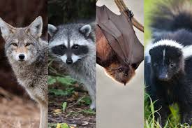 IDPH Warns the Public to Watch Out for Rabid Bats and Animals | Moultrie  County Health Department