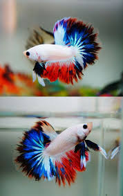 Fwbettashm1406838946 Amazing Snow Rainbow Beautiful Bettas Pez Betta Peces De Agua Dulce Peces Exoticos