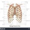 Related posts of thoracic cage diagram labeled. 1