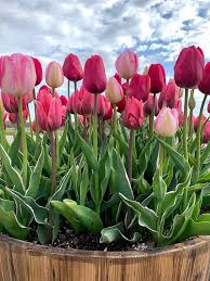 The ryan family flower farm, simsbury, ct. Wicked Tulips Flower Farm Visit Ct