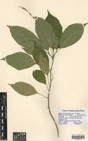 Image result for Hilleria latifolia