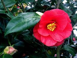 Greensboro Red Camellia Landscape Plan Plants Shrubs