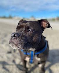Contact island animal hospital on cocoa beach on messenger. Gkrwksarw9zyqm