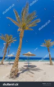 Amazing Dubai Nice Beach With Beach Chairs Thatched Umbrellas And Palm Trees Luxury Beach Against The Background Of The In 2020 Luxury Beach Beach Chairs Beach Fun