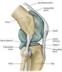 Knee Leg Atlas Of Anatomy Joints Anatomy Basic Anatomy And Physiology Medical Anatomy
