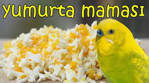 muhabbet kusu ve cennet papagani icin yumurta mamasi youtube