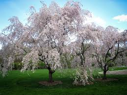 A cherry tree will start to produce fruit in its fourth year. Fall Planting 1 Gal Bonus Dwarf Japanese Weeping Flowering Cherry Trees Home Decor Home Urbytus Com