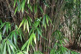 Amazoncom equisetum hyemale 20 large plants looks like. Plants That Look Like Japanese Knotweed Plants Mistaken For Knotweed