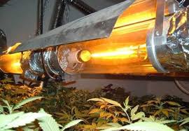 Maybe you would like to learn more about one of these? High Intensity Discharge Hid Grow Lights