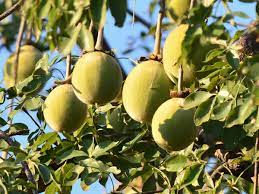 We did not find results for: Baobab Fruit Takes Off As A Superfood With Sharp Rise In Uk Sales Food The Guardian