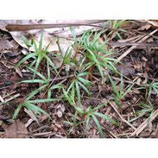 Image result for Acanthophoenix rubra