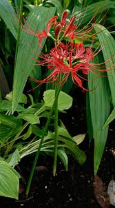 Check spelling or type a new query. Bulbs For Florida University Of Florida Institute Of Food And Agricultural Sciences