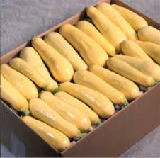 Available in scalloped, pattypan, crookneck or straightneck varieties , with either smooth or lumpy skin, yellow summer squash is low in calories and high in. Saffron Yellow Summer Squash Fedco Seeds
