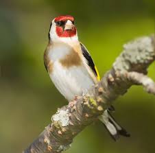 My dream is to be a goldfinch.: Jilguero Significado De Jilguero