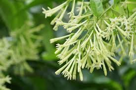 Image result for Cestrum