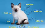 Siamese Cat Price: How Much Do Siamese Cats Cost?