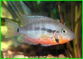 21 Ikan Yang Cocok Disatukan Dengan Ikan Arwana Daftarhewan Com Di 2021 Cichlids Habitat Binatang