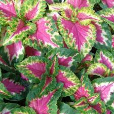 Coleus plant (coleus blumei) has distinctive leaf shapes, patterns and colors. Buy Coleus Wizard Rose Makandi Plant Online India At Plantsguru Com
