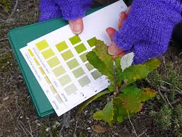 munsell color charts for plant tissue with banksia leaves