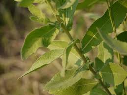 Image result for Pluchea ovalis