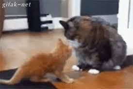 10 Gifs Of Hilarious Cats That Will Have You Laughing All Day Funny Cats Cute Cats Funny Animals