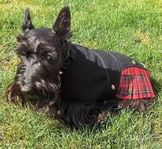Image result for scottish terrier