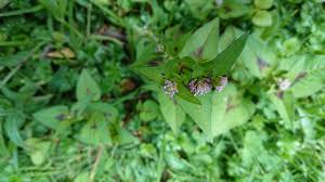Image result for Persicaria nepalensis