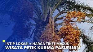 Namun sejak adanya struktur bukit cinta di tahun 2018, pamornya semakin melonjak. Wisata Petik Kurma Pasuruan Lokasi Harga Tiket Masuk 2021 Super
