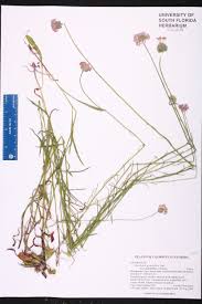 Short, compact foliage is green through winter. Marshallia Graminifolia Species Page Isb Atlas Of Florida Plants