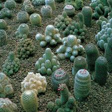 Cacti like to have a little bit light for germination, but no direct sunlight. Hardy Blend Cactus Seeds From Park Seed