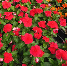 Image result for Catharanthus