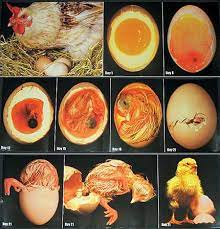 Chicken Embryo Development Candling Eggs During Incubation Best Egg Laying Chickens Egg Laying Chickens Incubating Chicken Eggs