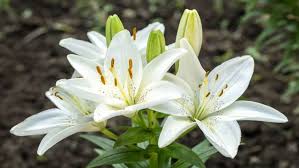 Membuat sketsa sendiri merupakan langkah awal yang perlu dilakukan yang mana sketsa. 8 Bunga Yang Bisa Dimakan Dan Manfaatnya Bagi Kesehatan