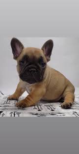 French bulldogs are playful and affectionate. Atlanta Frenchies Atlantafrenchie Twitter